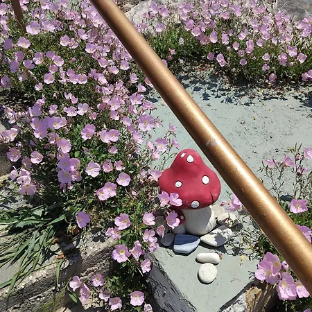 乡村民宿 Dimitra's Garden *