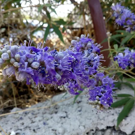 منزل ريفي Dimitra's Garden